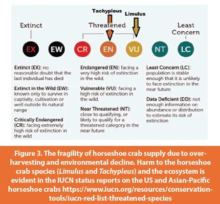 The fragility of horseshoe crab supply due to overharvesting and environmental decline