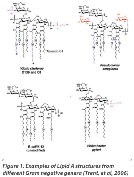 Examples of Lipid A structures from different Gram negative genera