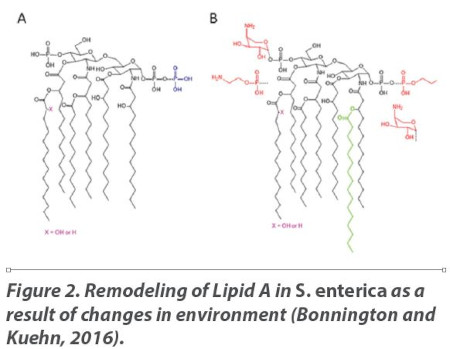 Remodeling of Lipid A in S. enterica as a result of changes in environment (Bonnington and Kuehn