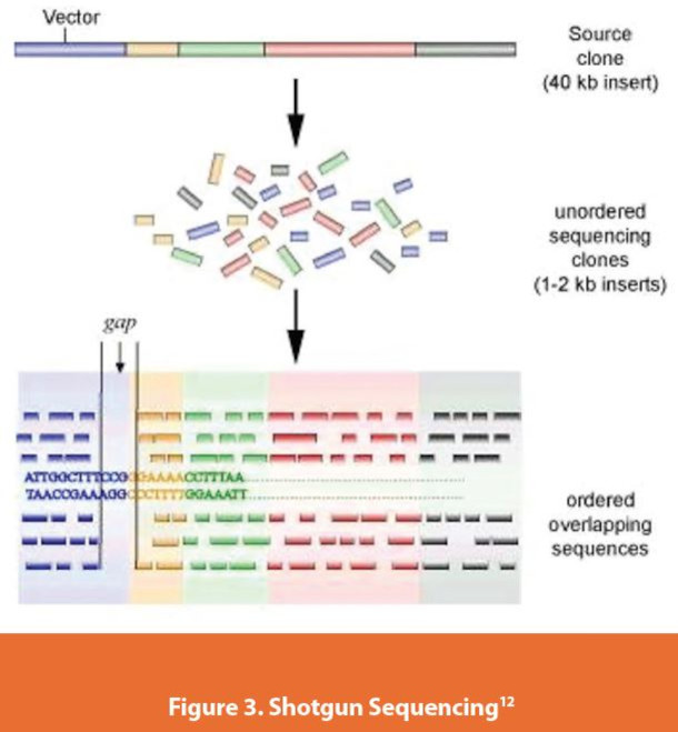 Shotgun Sequencing