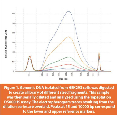 Genomic DNA isolated from HEK293 cells was digested to create a library of different sized fragments