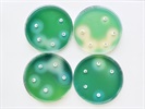 Identification of Recovered Environmental Microbial Isolates