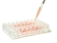 In-Line Real-Time Monitoring of CHO  Cell Culture Process  Parameters Using Raman Spectroscopy