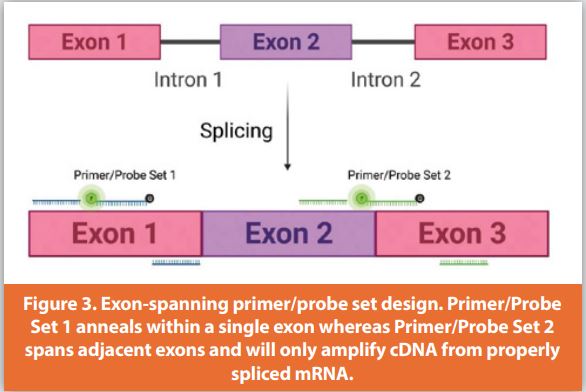 Figure 3. Exon-spanning primer/probe set design. Primer/Probe Set 1 anneals within a single exon whereas Primer/Probe Set 2 spans adjacent exons and will only amplify cDNA from properly spliced mRNA.