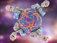 Middle-Up Strategies for  Monoclonal Antibodies