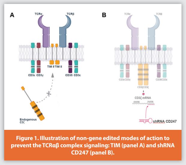 Figure 1. Illustration of non-gene edited modes of action to prevent the TCRαβ complex signaling: TIM (panel A) and shRNA CD247 (panel B).