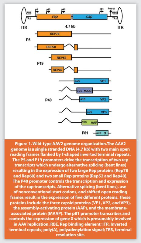 Figure 1. Wild-type AAV2 genome organization.The AAV2 genome is a single stranded DNA (4.7 kb) with two main open reading frames fl anked by T-shaped inverted terminal repeats. The P5 and P19 promoters drive the transcription of two rep transcripts which undergo alternative splicing (bent lines) resulting in the expression of two large Rep proteins (Rep78 and Rep68) and two small Rep proteins (Rep52 and Rep40). The P40 promoter controls the transcription and expression of the cap transcripts. Alternative splicing (bent lines), use of nonconventional start codons, and shifted open reading frames result in the expression of fi ve diff erent proteins. These proteins include the three capsid proteins (VP1, VP2, and VP3), the assembly-activating protein (AAP), and the membrane-associated protein (MAAP). The p81 promoter transcribes and controls the expression of gene X which is presumably involved in AAV replication. RBE, Rep binding element; ITR, Inverted terminal repeats; poly(A), polyadenylation signal; TRS, terminal resolution site.