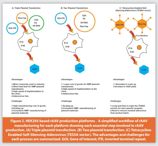 Figure 2. HEK293 based rAAV production platforms. A simplifi ed workfl ow of rAAV
manufacturing for each platform showing each essential step involved in rAAV production. (A) Triple plasmid transfection. (B) Two plasmid transfection. (C) Tetracycline- Enabled-Self-Silencing-Adenovirus (TESSA vector). The advantages and challenges for each process are summarized. GOI, Gene of interest; ITR, inverted terminal repeat.