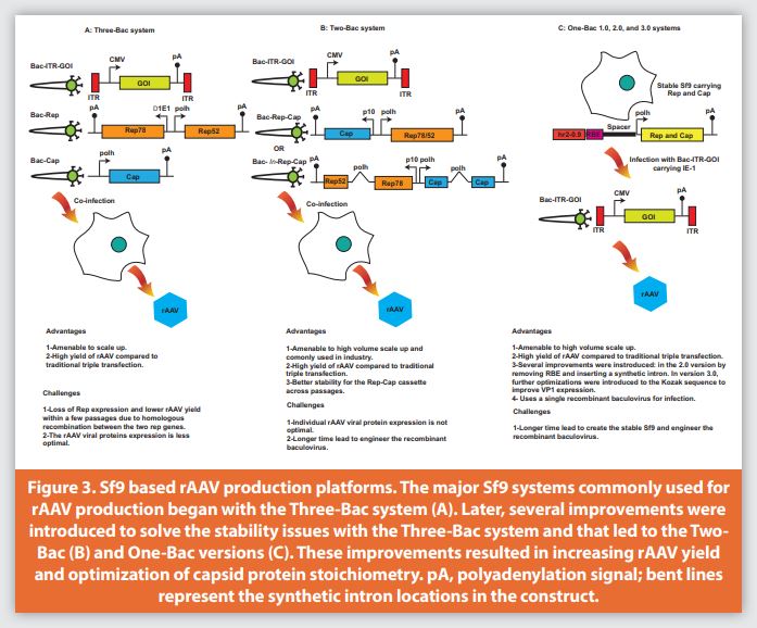 Advances in Recombinant Adeno-Associated Virus Production for Gene Therapy   American Pharmaceutical Review - The Review of American Pharmaceutical  Business & Technology