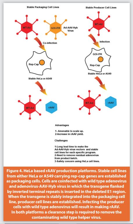 Figure 4. HeLa based rAAV production platforms. Stable cell lines from either HeLa or A549 carrying rep-cap genes are established as packaging cells. Cells are coinfected with wild type adenovirus and adenovirus-AAV-Hyb virus in which the transgene fl anked by inverted terminal repeats is inserted in the deleted E1 region. When the transgene is stably integrated into the packaging cell line, producer cell lines are established. Infecting the producer cells with wild type adenovirus will result in making rAAV. In both platforms a clearance step is required to remove the contaminating wild type helper virus.