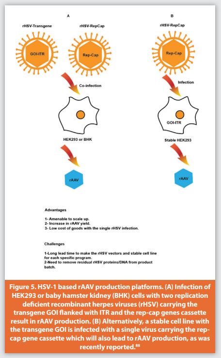 Figure 5. HSV-1 based rAAV production platforms. (A) Infection of HEK293 or baby hamster kidney (BHK) cells with two replication defi cient recombinant herpes viruses (rHSV) carrying the transgene GOI fl anked with ITR and the rep-cap genes cassette result in rAAV production. (B) Alternatively, a stable cell line with the transgene GOI is infected with a single virus carrying the rep-cap gene cassette which will also lead to rAAV production, as was recently reported.88