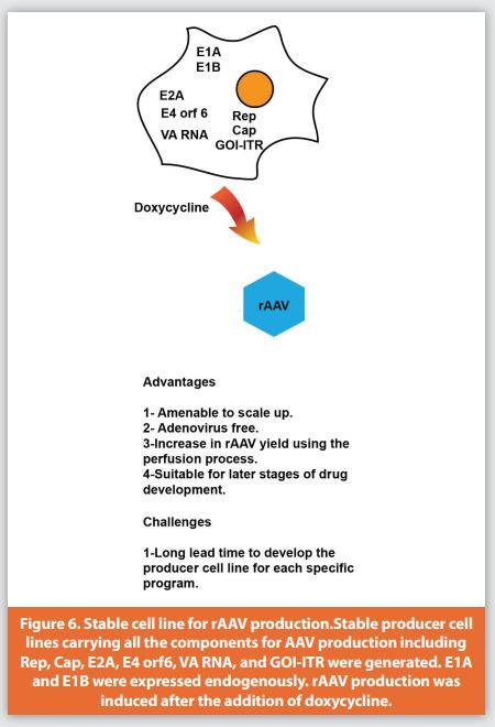 Figure 6. Stable cell line for rAAV production.Stable producer cell lines carrying all the components for AAV production including Rep, Cap, E2A, E4 orf6, VA RNA, and GOI-ITR were generated. E1A and E1B were expressed endogenously. rAAV production was induced after the addition of doxycycline.