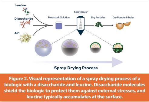 Figure 2. Visual representation of a spray drying process of a biologic with a disaccharide and leucine. Disaccharide molecules shield the biologic to protect them against external stresses, and leucine typically accumulates at the surface.