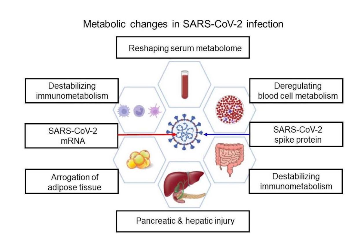 Fig. 2. Metabolic features of COVID-19. SARS-CoV-2 infection mediates systemic alterations in host metabolism. This illustration is reproduced with permission from MedComm, Wiley. Reference: Wang T, Cao Y, Zhang H, et al. COVID-19 metabolism: Mechanisms and therapeutic targets. MedComm. 2022;3:e157. https://doi.org/10.1002/mco2.157