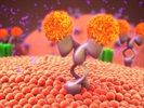 Principles of Drug Design: How to Leverage Ligand-Receptor Molecular Interactions