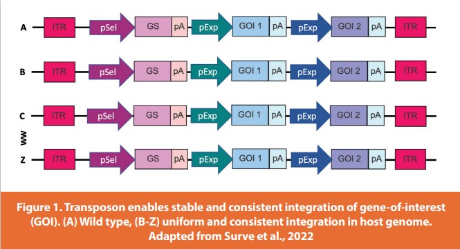 Figure 1. Transposon enables stable and consistent integration of gene-of-interest (GOI). (A) Wild type, (B-Z) uniform and consistent integration in host genome. Adapted from Surve et al., 2022