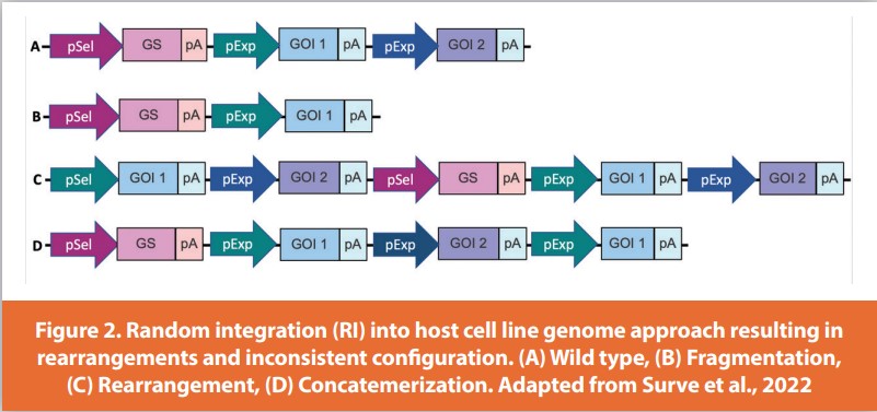 Figure 2. Random integration (RI) into host cell line genome approach resulting in rearrangements and inconsistent confi guration. (A) Wild type, (B) Fragmentation, (C) Rearrangement, (D) Concatemerization. Adapted from Surve et al., 2022