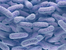 Lack of Utility of the USP Tests for Specified Microorganisms