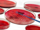 Microbiology Roundtable