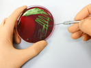 Buzzing With Microbiology