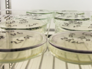 Microbiology Roundtable