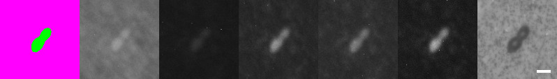 Figure 3: Multimodal Spectral Imaging of viable Saccharomyces cerevisiae