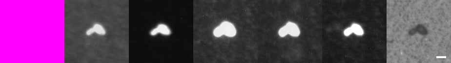 Figure 3: Multimodal Spectral Imaging of dead Saccharomyces cerevisiae