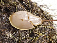 Limulus Amebocyte Lysate (LAL) Endotoxin Detection Assays