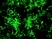 Pharmaceutical Fluorescent and Dyed Particles