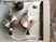 Pharmaceutical HPLC Detectors
