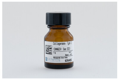 Collagenase, Type 1