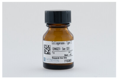 Collagenase, Type 2
