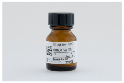 Collagenase, Type 3