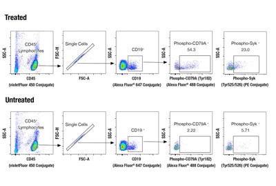 Human B Cell Signaling Flow Cytometry Panel