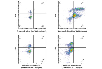 Mouse Progenitor Exhausted CD8+ T Cell Markers Flow Cytometry Panel
