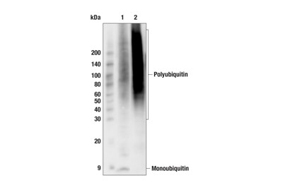 Pan-branch Ubiquitin TUBE-RAD23A (Magnetic Bead Conjugate)