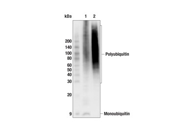 Pan-branch Ubiquitin TUBE-RAD23A (Sepharose Bead Conjugate)