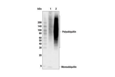 Pan-branch Ubiquitin TUBE-UBQLN1 (Sepharose Bead Conjugate)