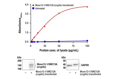 PathScan® RP Munc13-1/UNC13A (Cryptic Specific) Sandwich ELISA Kit