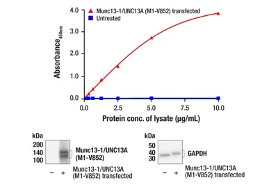 PathScan® RP Munc13-1/UNC13A Sandwich ELISA Kit