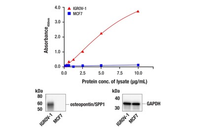 PathScan® RP Osteopontin/SPP1 Sandwich ELISA Kit