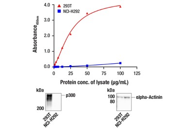 PathScan® RP p300 Sandwich ELISA Kit