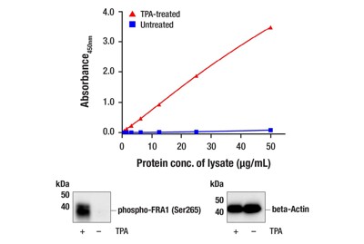 PathScan® RP Phospho-FRA1 (Ser265) Sandwich ELISA Kit