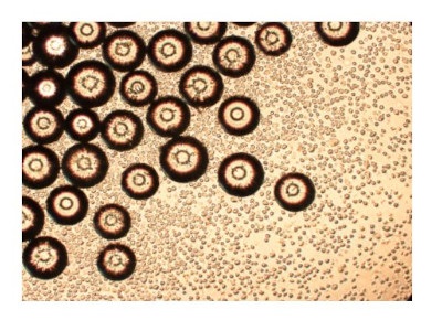SoloHill® Microcarriers